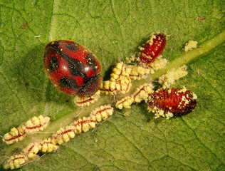 Ladybug (ladybird), Rodolia cardinalis (Coleoptera: Coccinellidae), Vedalia beetle (larvae and...