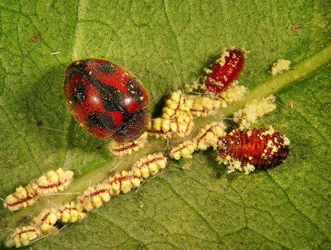 Ladybug (ladybird), Rodolia cardinalis (Coleoptera: Coccinellidae), Vedalia beetle (larvae and imago) is a natural enemy of Cottony Cushion Scale (Icerya purchasi). Biological control concept 