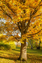 Fototapeta premium Oak tree in autumn, Mustion Linna park, Finland