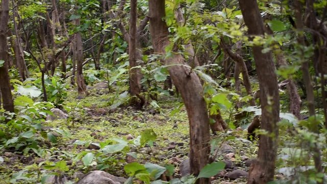 View of the trees at the forest in Jatashankar waterfall in Junagadh, Gujarat, India