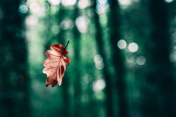 Feuille d'automne en suspension par un fil de toile d'araignée avec un magnifique bokeh en forêt © Jojo Huyghe