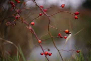 Rosehip bush with red berries grow on the river shore.