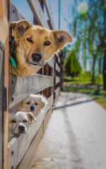 Tres perros asomando sus cabezas a traves de una empalizada