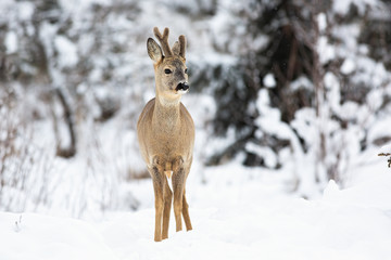 A young roe deer, capreolus capreolus, with growing antlers standing in the snow and observing the...