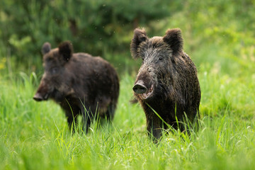 Two fierce wild boars, sus scrofa, standing together in wilderness in summertime. Herd of shy...