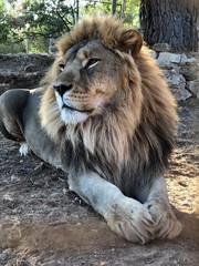 portrait of a lion