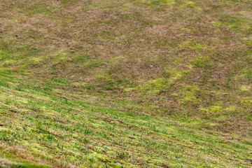 Ground pattern with green and dry grass