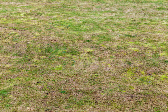 Meadow texture with green and dry grass