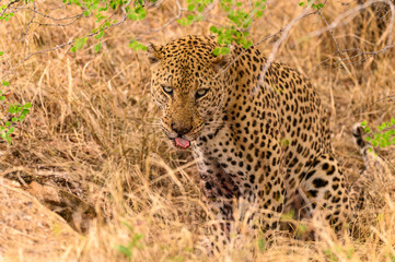 Large male African Leopard sitting up licking his lips after devouring a warthog piglet