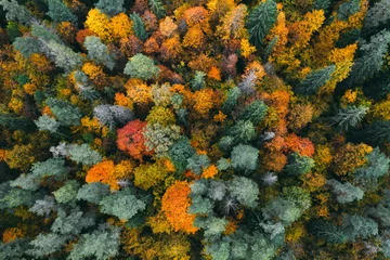 Fotobehang Luchtfoto van bos in de herfst met kleurrijke bomen. Dronefotografie. © Viachaslau