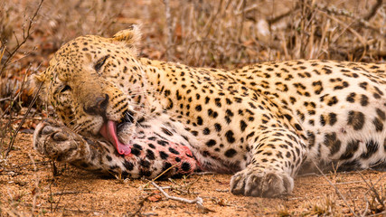 Male African Leopard lying down casually licking blood from his front paw.