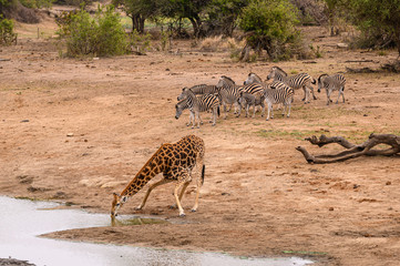Fototapeta na wymiar African Southern Giraffe and Burchell’s Zebra approaching the dam for a drink