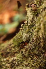 moss on tree