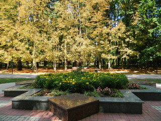 Obraz premium Beautiful flowerbed of autumn flowers.