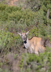 Eland doe looking through fynbos in South Africa