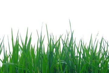 Wild grass plant leaves on white isolated background for green foliage backdrop 