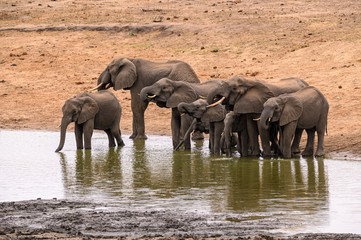African elephant herd lifting their trunks in unison while drinking at a dam