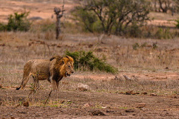 Naklejka na ściany i meble African male Lion approaching a waterhole in the late evening.