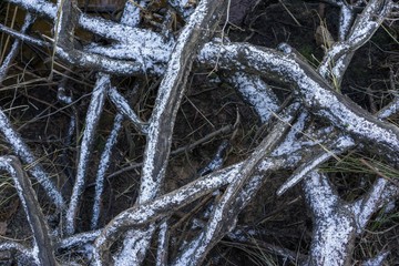  dead tree branches in winter