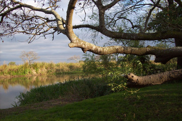 tree in the river hermoso arbol en el rio frente a una isla con un cielo increible
