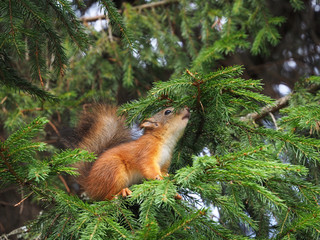 Red squirrel cub sits on a spruce tree and sniffs needles. Little squirrel cub is very curious.