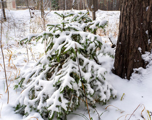 Two young spruce trees stand under a pine tree all covered with snow. Christmas forest background