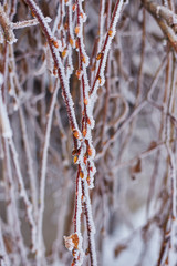 Winter willow branches close up