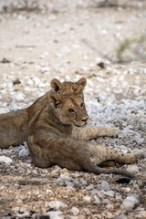 A pair of young lions in Etosha National Park, Namibia.