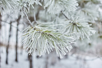 Spruce branches in the forest nature wallpaper background season autumn winter cold frost color blue