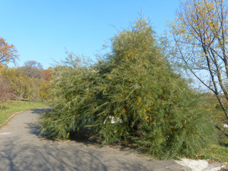 Naklejka premium bush in the botanical garden