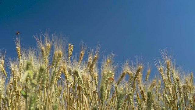 Close up of wheat ears in field with sky on backgrounds