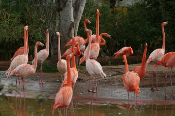 Fototapeta na wymiar group of flamingos stretching the neck