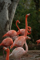 group of flamingos stretching the neck