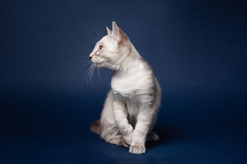 Obraz premium Cute tabby colorpoint kitten. Dark blue background