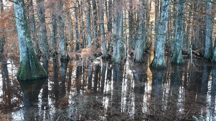 Endroit merveilleux dans la campagne française - reflet de cyprès chauve dans un étang