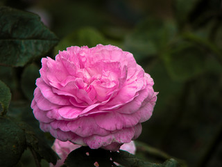 pink rose in garden