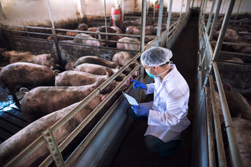 Veterinarian doctor with tablet examining pigs at pig farm. Controlling animals health and growth...