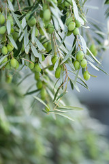 Detail of olive tree branch