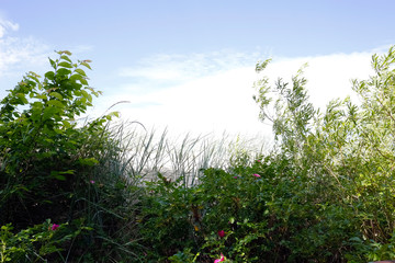 Obraz na płótnie Canvas Seaside vegetation overgrows dunes
