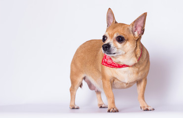 fat dog Chihuahua breed on a white background