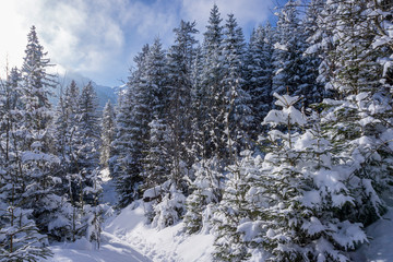 Winter forest in the High Tatra Mountains.