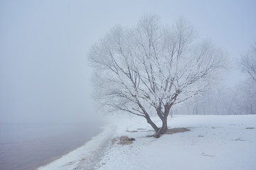 Obraz na płótnie Canvas Winter river with a lone tree covered with hoarfrost