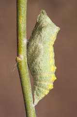 Papilio machaon caterpillar the Old World or common yellow swallowtail, caterpillar and chrysalis or pupa with intense colors denoting its toxicity mimetic pupa with the stem