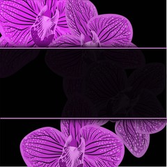 Abstract purple orhids illustration on black background. Realistic orchid for print design. Vector design illustration. Black dark background. Nature backdrop.