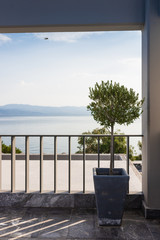 Potted olive tree on a terrace overlooking North Euboean Gulf