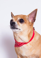 fat dog Chihuahua breed on a white background