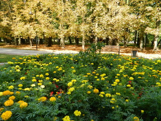 An ensemble of flowers on an autumn flowerbed in a park.