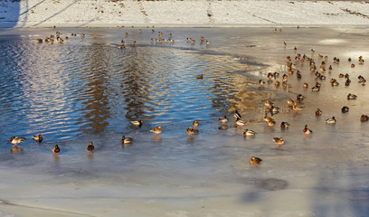 Fototapeta premium Wild ducks on the river