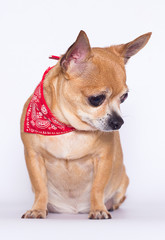 fat dog Chihuahua breed on a white background