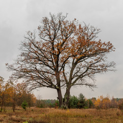 mazowiecka jesień © Lukasz